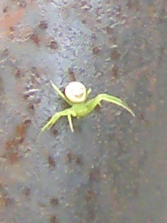 選択した画像 緑の蜘蛛 緑の蜘蛛 小さいスピリチュアル